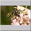 Conops flavipes - Dickkopffliege m05.jpg